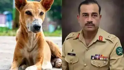 Evening news wrap: India rebuffs Pak's 'nuclear blackmail', slams Munir; SC rules on Delhi stray dog menace & more