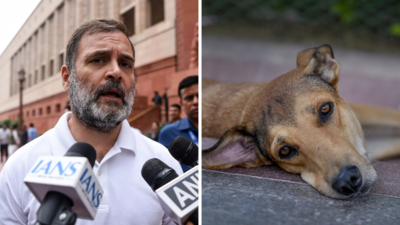 'Public safety, animal welfare go hand in hand': Rahul on SC's stray dog order; terms blanket removals 'cruel'