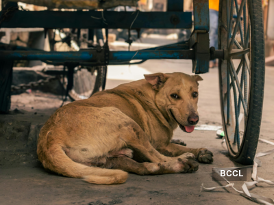 Celebs denounce SC’s ‘death sentence’ for stray dogs: 'Just no compassion left'