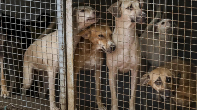 ‘Step Back on Humane Policy’ Rahul Gandhi Criticises SC Ruling on Stray Dog Relocation