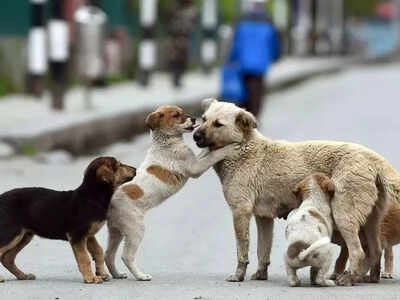 Representational Image SC order on stray dogs: The staggering cost of sheltering Delhi’s street canines - explained