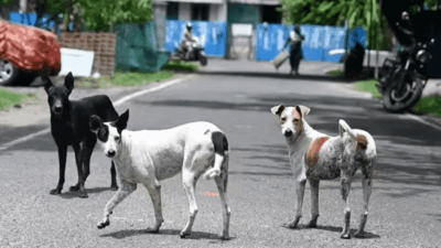 Representative image Show compassion for stray dogs, Buddhist scholars urge Supreme Court