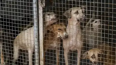 SC stray order: Study finds most human–street dog encounters in India peaceful; aggression seen in only 2%