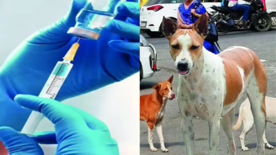 Lab-grown rabies antibodies show promise as safe alternative