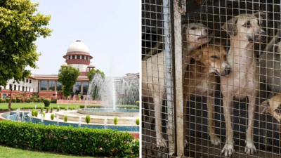 'Vocal minority vs silent majority': Larger SC bench hears stray dogs case; stay on order sought