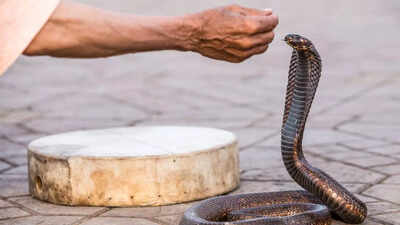 15-yr-old survives cobra bite after 76 anti-venom shots