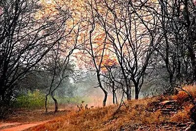 After vehicle breakdown, guide abandons Ranthambore tourists