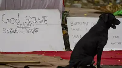 Supreme Court Allows Stray Dogs Back On Streets, But Bans Feeding Them In Public Spaces