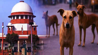 Stray dogs case 'Made me famous world over': Supreme Court judge Vikram Nath jokes on stray dogs case; 'thanks' CJI Gavai