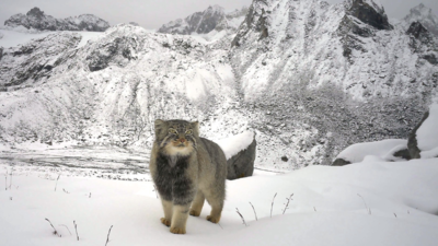 First photographic evidence of the Pallas’s cat in Arunachal Pradesh (Pic. Credit WWF-India) Arunachal Pradesh records first-ever photographic evidence of the elusive Pallas’s cat