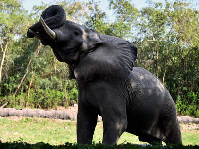 ANI photo Delhi Zoo’s only African elephant Shankar dies: Concerns resurface after WAZA suspension; probe ordered