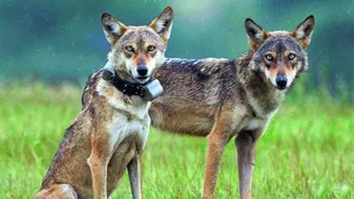 The Indian wolf, commonly known as gray wolf, is found across India and Pakistan Just 3,000 left in wild, IUCN classifies Indian wolf as 'potential distinct species'