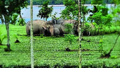 A herd of elephants stuck in Jaldhaka river West Bengal: Flood waters wash away rhinos, trap jumbos near Gorumara, Jaldapara