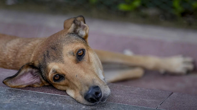 ‘Shift them to shelters’: SC orders removal of stray dogs from schools, bus stands; directs NHAI to clear cattle from highways