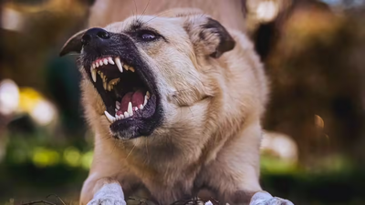 No rabies deaths in city from '22 to '24, said government in parliament; RTI finds 18