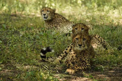 1 of 2 cubs released in Kuno on Cheetah Day is dead