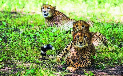 1 of 2 cubs released in Kuno on International Cheetah Day is dead