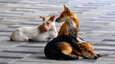 Over 90% of Indians 'feel safer' in presence of street dogs