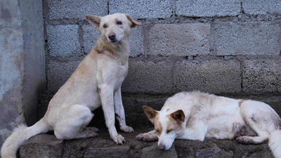 Teachers asked to report stray dogs, outrage in J&K
