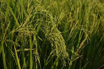 Crop damages fraud: 9 bankers, 3 insurance staff, 32 tillers booked