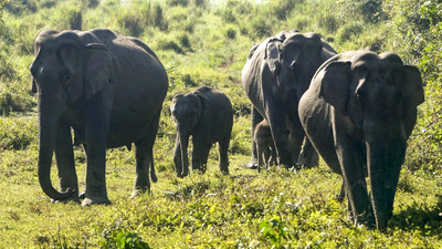 Benefit must go to animals not commercial ventures: SC