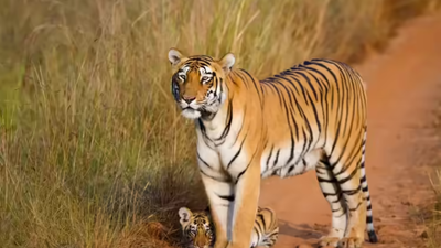 Tiger found dead inside well in MP's Bandhavgarh reserve