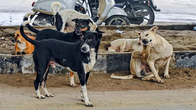 'Not even in human cases': SC observes surge in pleas over stray dogs case; hearing on Wednesday