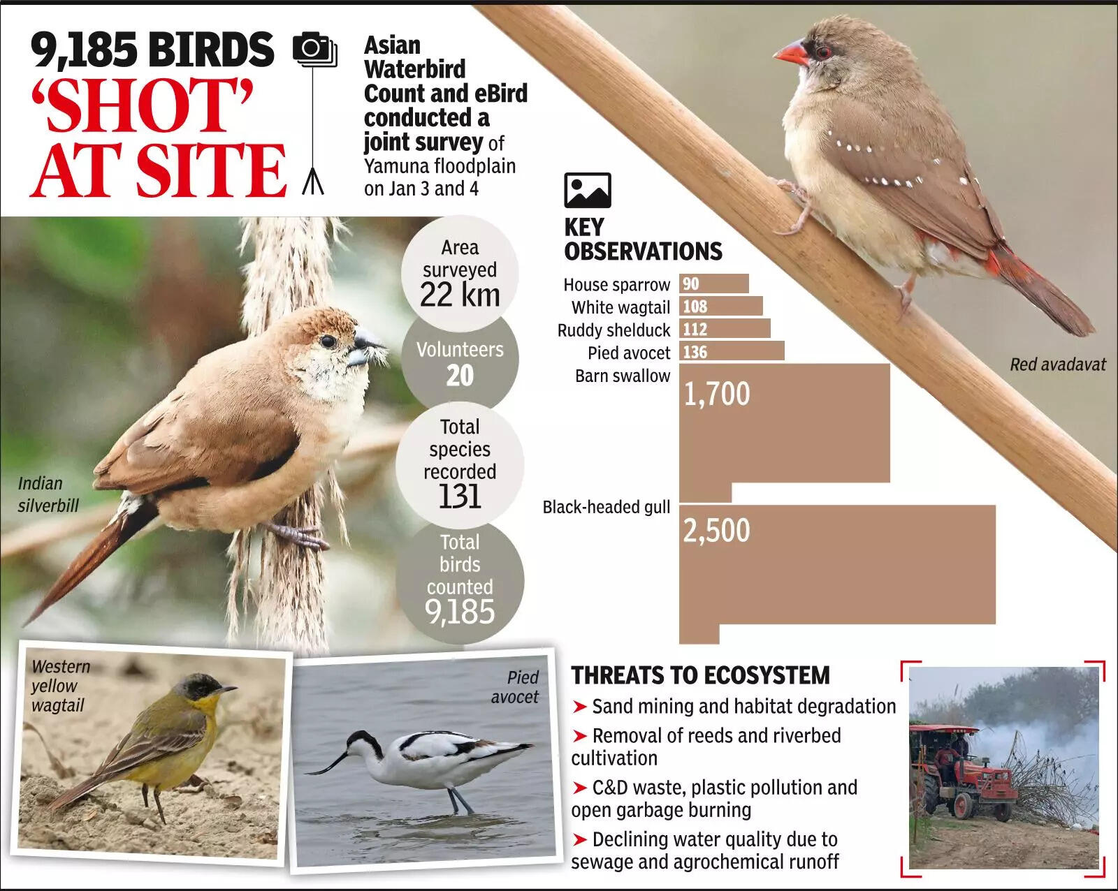 Winged visitors bank on Yamuna, ecological threats worry birders