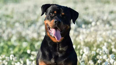 Rottweiler attack leaves Bengaluru woman with over 80 stitches