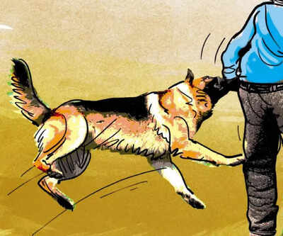 Representative image ‘J&K reported 2 lakh dog bites cases in past 2 years’