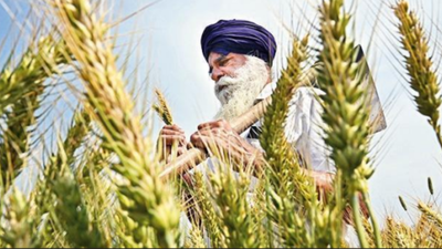 Help farmers shift from paddy to pulses, SC suggests to govt