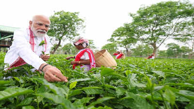 From Tea Leaves to Votes: PM Narendra Modi Blends Culture, Connect, and Election Campaign in Assam