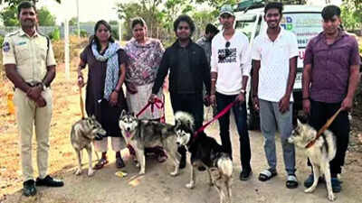 Abandoned Husky found dead, 5 rescued, '30 missing'