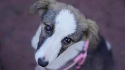 SC Refuses Stay On Stray Dog Removal From  Public Places; Orders Strict ABC Rule Compliance