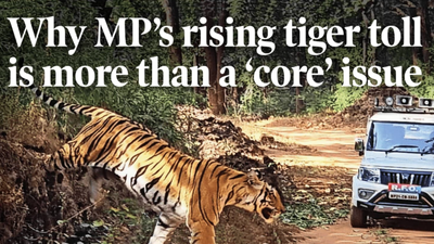 Why MP’s rising tiger toll is more than a ‘core’ issue
