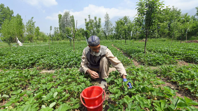 <p>El Niño is a climate pattern of warming of the ocean surface in central and eastern tropical Pacific.</p> Kharif output dips by over 10% across states in El Niño years: Study