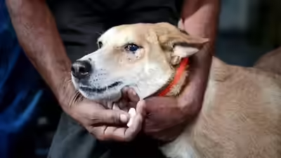 SC: Animal lovers can protect strays if they take responsibility for bites