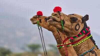 Kashmir camel seized over Eid ‘slaughter’ claim, owner hoofs it to court