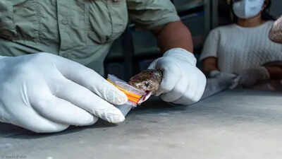 Representative image Snakebite deaths much rarer than estimated: ICMR study