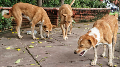 Delhi HC cracks down on stray dog issue with suo motu PIL 'Bite incidents every day': Delhi HC takes up stray dog issue, launches suo motu PIL