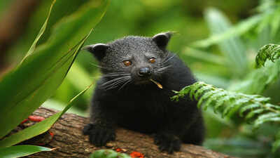 Binturong Beyond Tigers: The wildlife trade fuelled by pets and myths