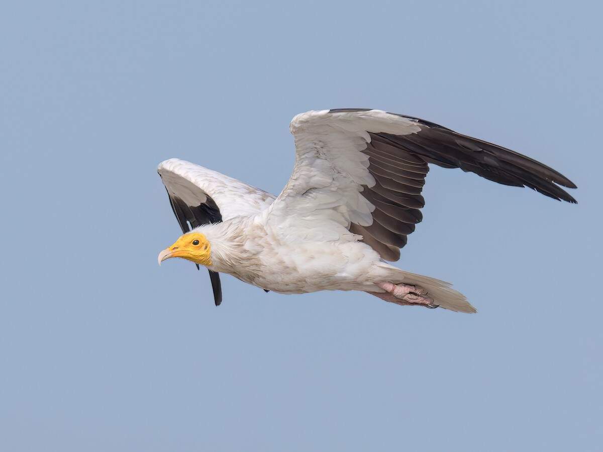 Egyptian vulture.