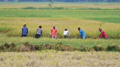 File photo Kharif acreage falls 16%, but ethanol effect boosts sugarcane