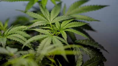 Air India Phuket-Delhi Pilot's Confirmatory Dope Test Reportedly Positive For Marijuana, Sources Say