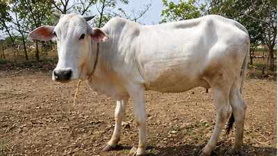 Umarda, a newly registered indigenous cattle breed from Maharashtra. Photo Credit: ICAR-NBAGR ICAR registers 16 new breeds of indigenous animals including four cattle