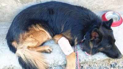 Tyson is the only animal hero among the 89 personnel chosen for MiD, which is an official military commendation. Army dog Tsyon shot in leg by terrorists in Kishtwar gets President I-Day honour