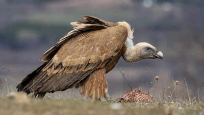 India intensifies efforts for vulture conservation, Bhupender Yadav calls for creating vulture safe zones